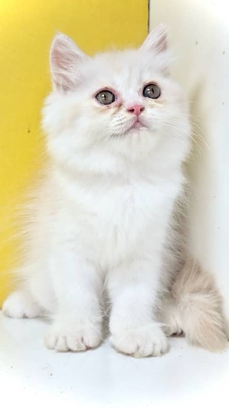 Punch face kittens / bicolor kittens / persian kittens for sale 1