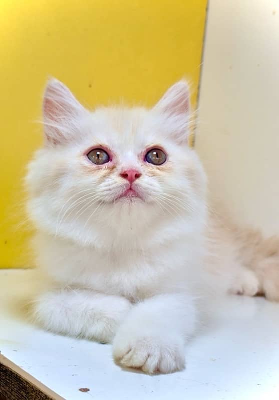 Punch face kittens / bicolor kittens / persian kittens for sale 2