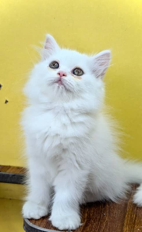 Punch face kittens / bicolor kittens / persian kittens for sale 3