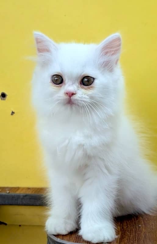 Punch face kittens / bicolor kittens / persian kittens for sale 4