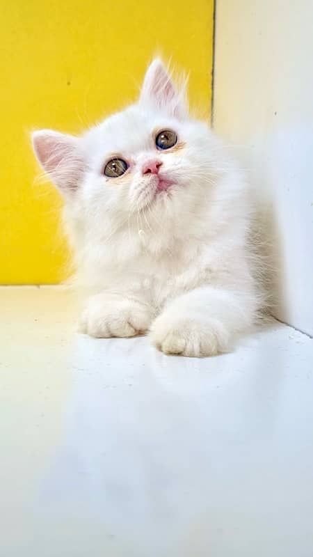 Punch face kittens / bicolor kittens / persian kittens for sale 5