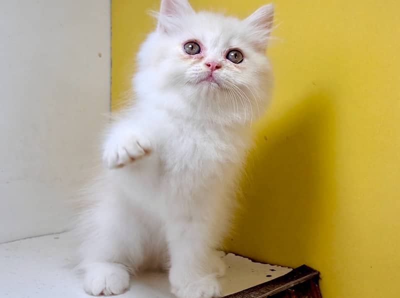 Punch face kittens / bicolor kittens / persian kittens for sale 6