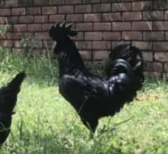 Ayam Cemani chicks