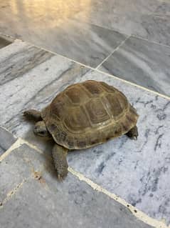 Tortoise