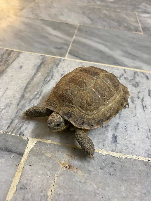 Tortoise turtle 2