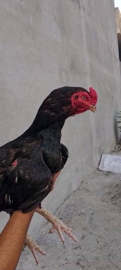 lasani mushka breader male for sale blue ring in eyes