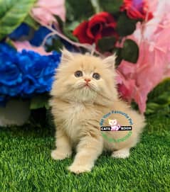 Persian Kittens |Fawn/Calico|Triple Coated|Punch face