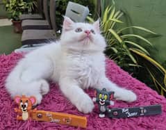 White Fluffy Persian kitten l Persian cat | kitten | piki face