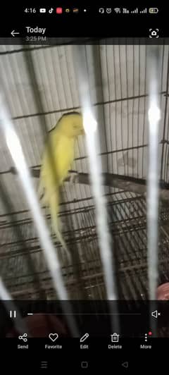 Yellow ring neck guaranteed breeder female