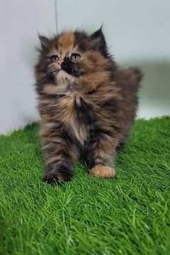 Persian triple coated kittens for sale