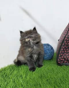 Persian triple coated kittens for sale