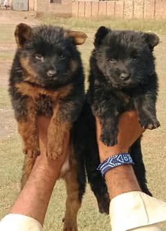 German Shepherd long coat puppies for sale 0