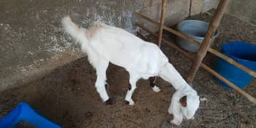 goat gulabi bachy for sale 1 male 1 female