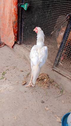 white Heera patha age 5 months