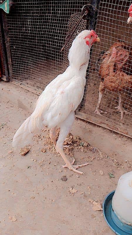 white Heera patha age 5 months 2