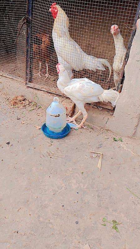 white Heera patha age 5 months 6