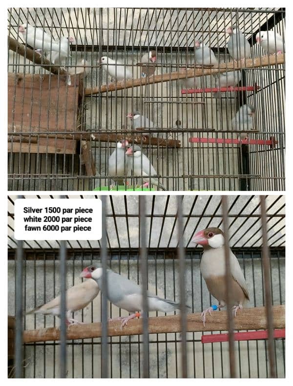 Birds for sale 7