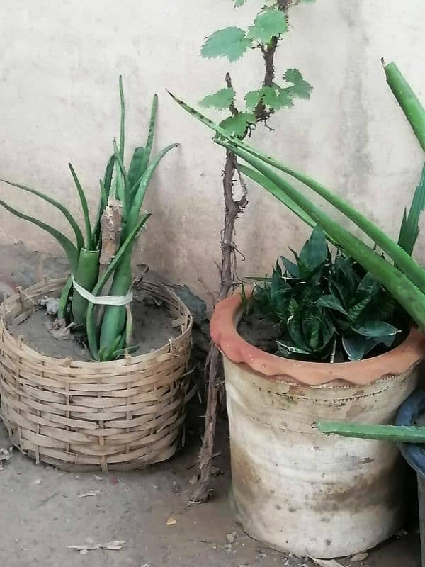 some Extra plants for sale. 2