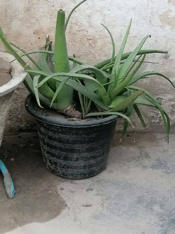 some Extra plants for sale. 3