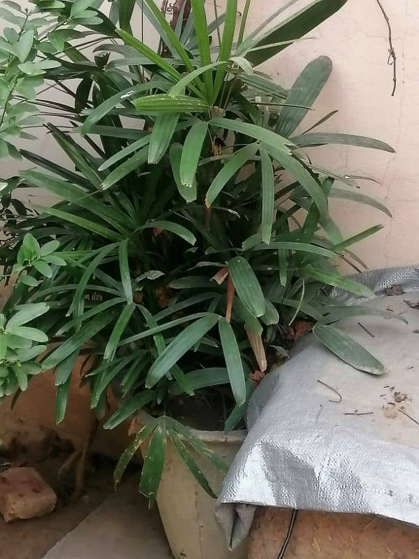 some Extra plants for sale. 6