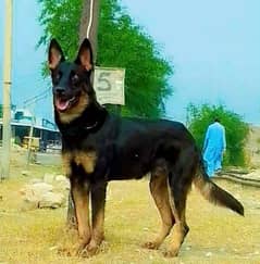 Belgian Shepherd Dog Male Dog For Sale