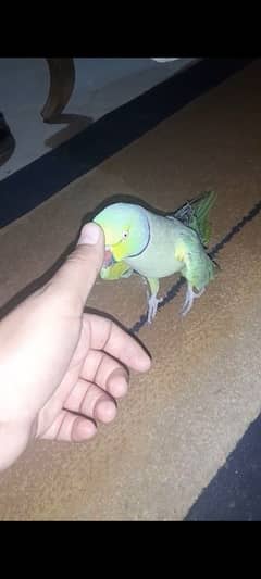 for sale talking parrot