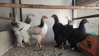 Fancy Hens (Colombian Light Brahma, Gold Petridge)