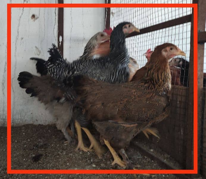 Fancy Hens (Colombian Light Brahma, Gold Petridge) 1