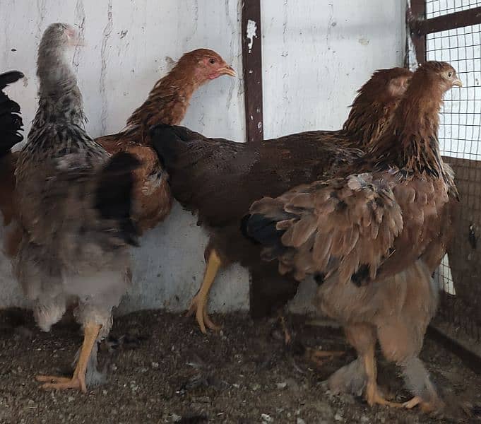 Fancy Hens (Colombian Light Brahma, Gold Petridge) 3