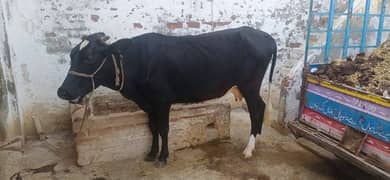 cow for sale