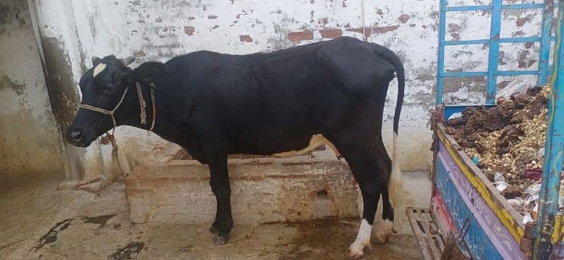 cow for sale 2