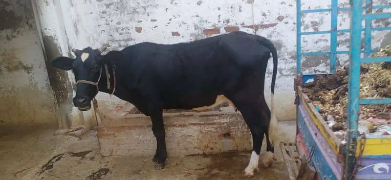 cow for sale 3