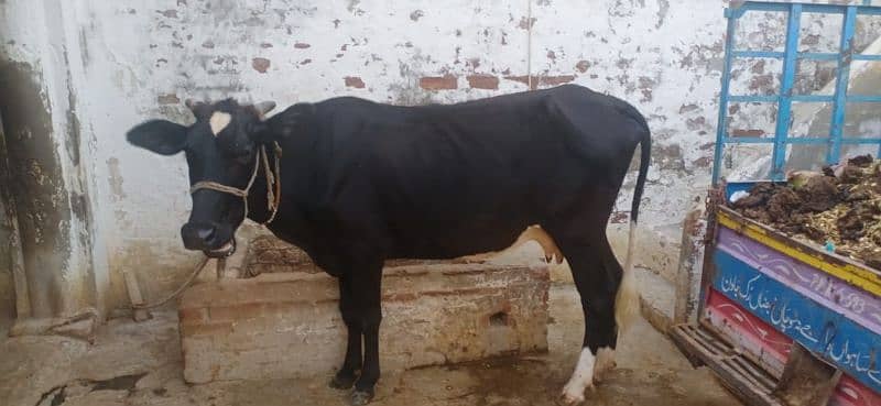 cow for sale 4