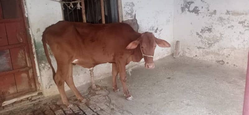 cow for sale 5