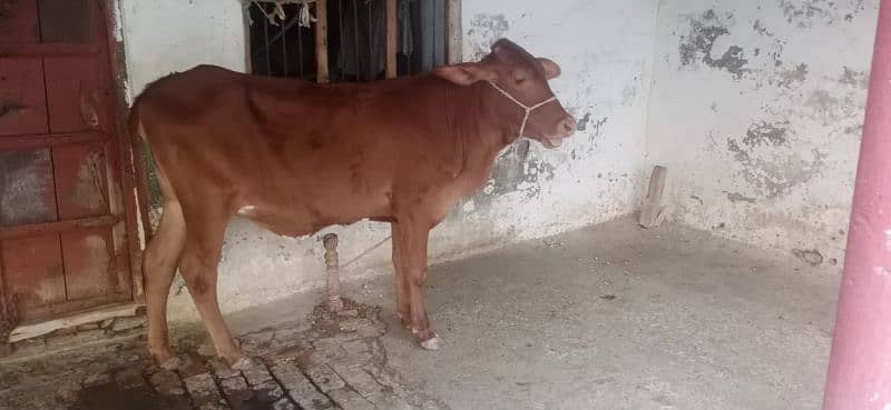 cow for sale 7