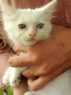 Persian Kittens Cat