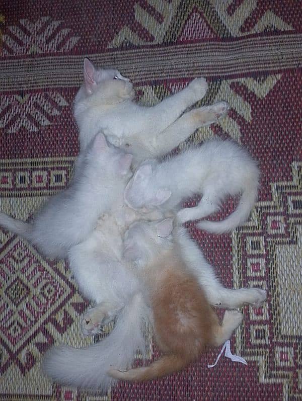 Persian Kittens Cat 3