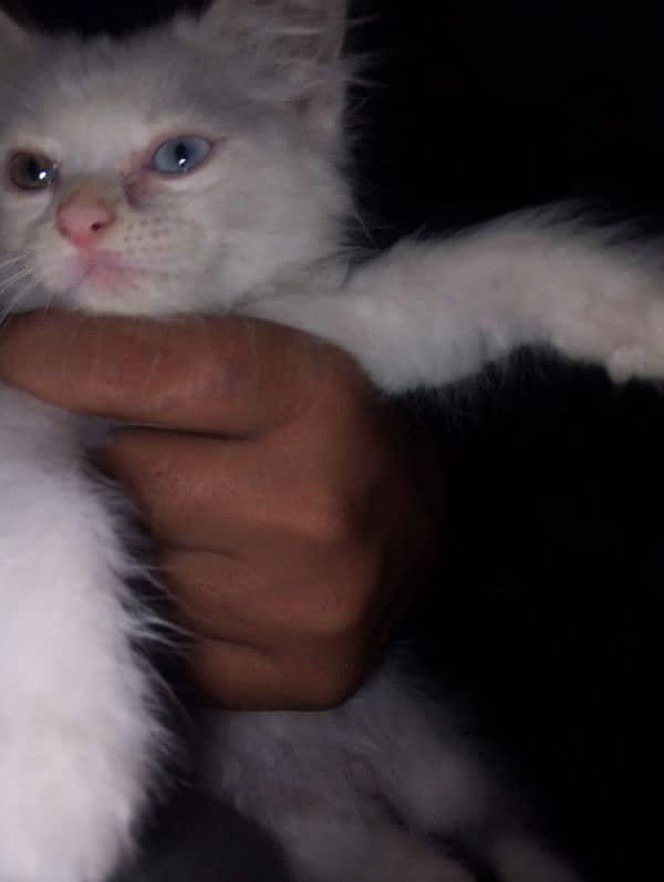 Persian Kittens Cat 4