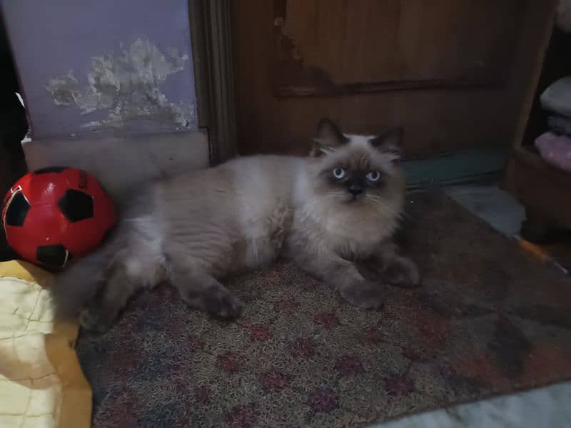 Persian cat 0