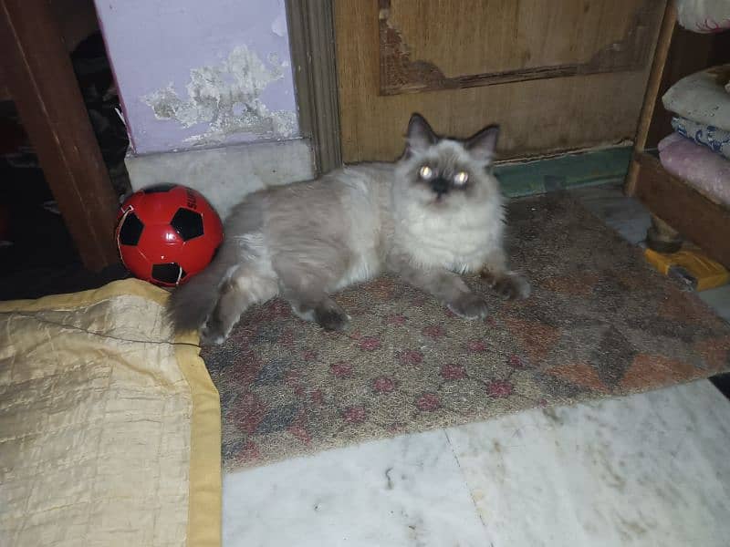 Persian cat 1