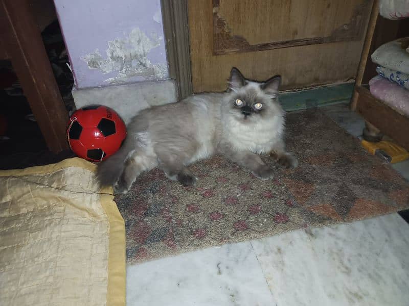 Persian cat 2