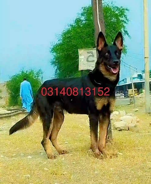 Belgian Shepherd Dog Male Dog For Sale 1