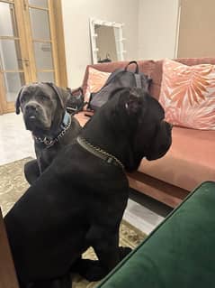 cane corso pedigree dogs pair black male and grey female