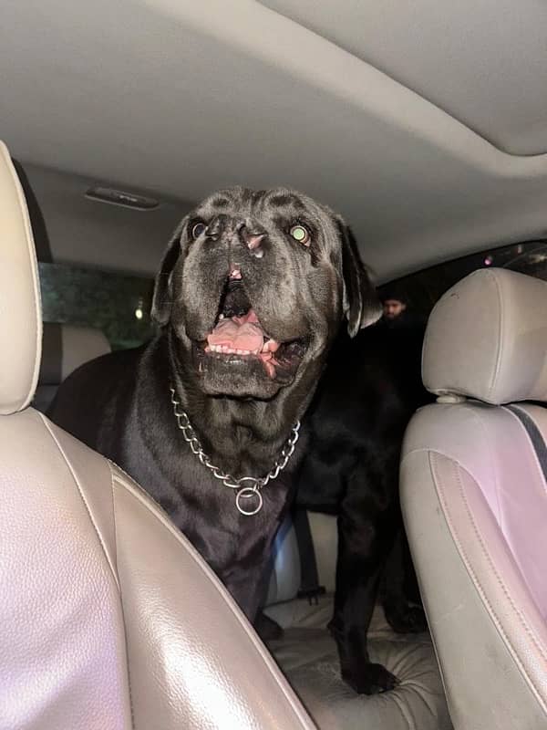 cane corso pedigree dogs pair black male and grey female 3