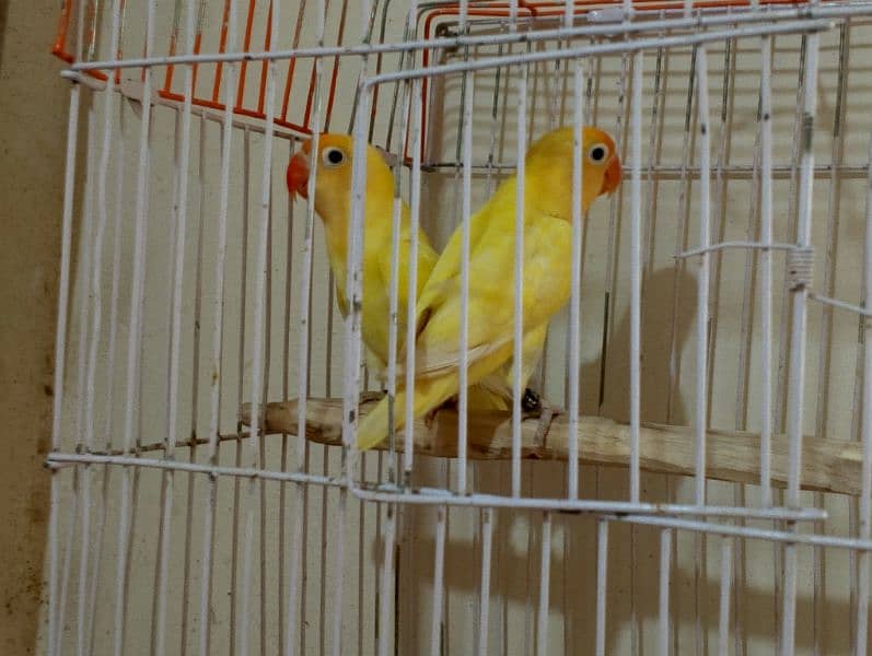 top quality ready to breed love birds 5