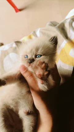 Cute persian and himalayan kitten