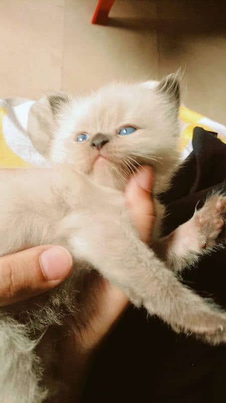 Cute persian and himalayan kitten 1