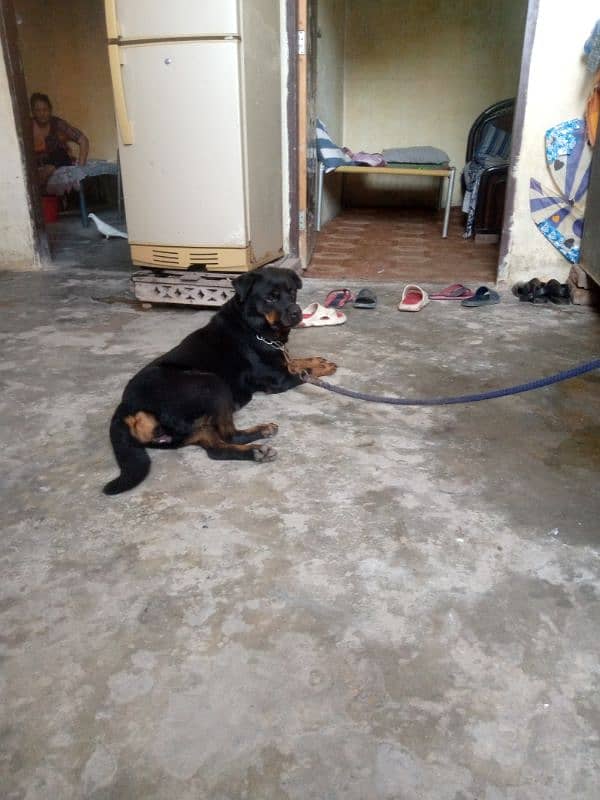 ROTTWEILER FEMALE FOR SALE / Rottweiler / Fully Trained / rottweiler 2