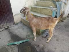 Teddi goat full active