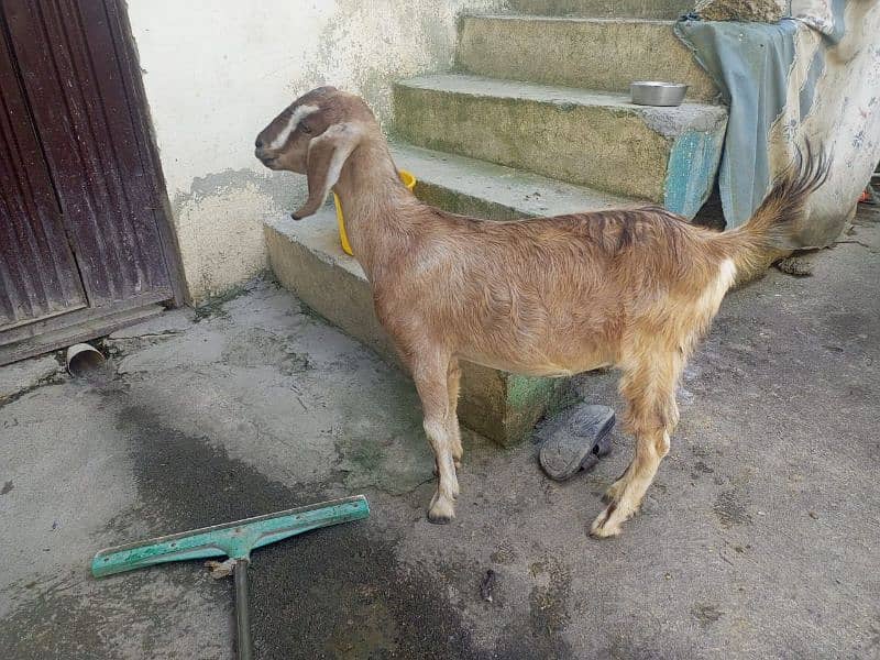 Teddi goat full active 0